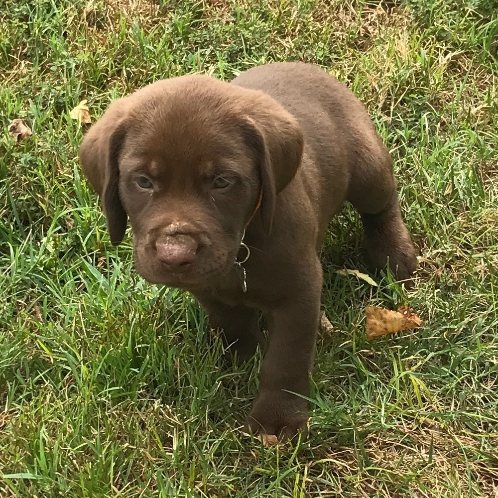 Meet your Posher, Savannah